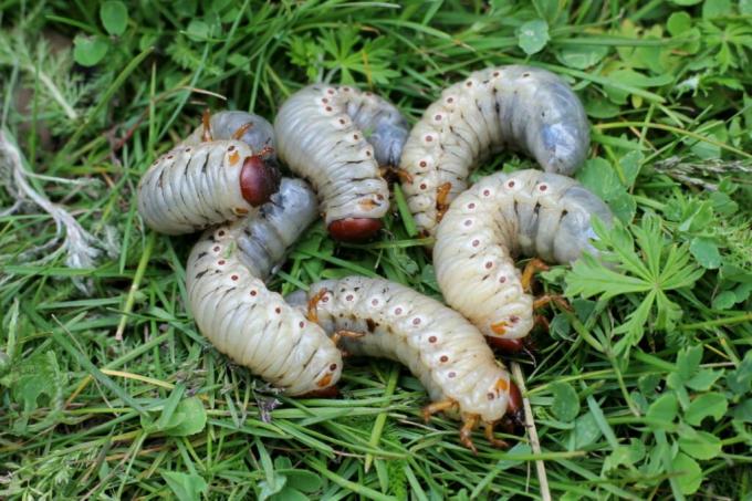 Egerling larvy v trávníku