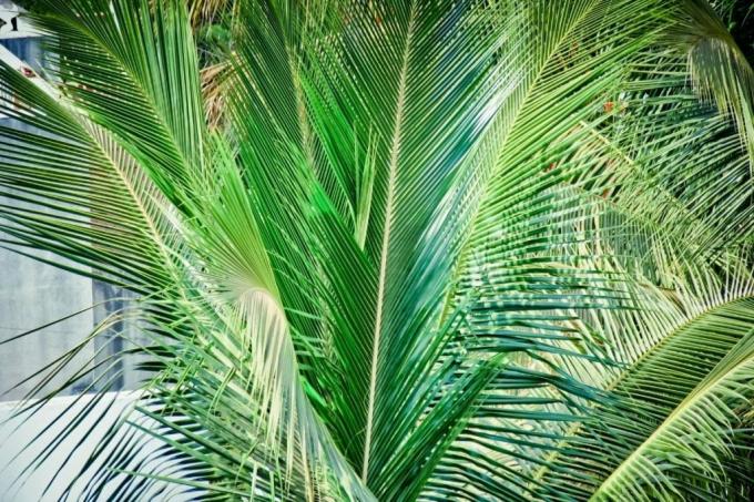 Kokosriekstu palma (Cocos nucifera), nav toksiska trušiem