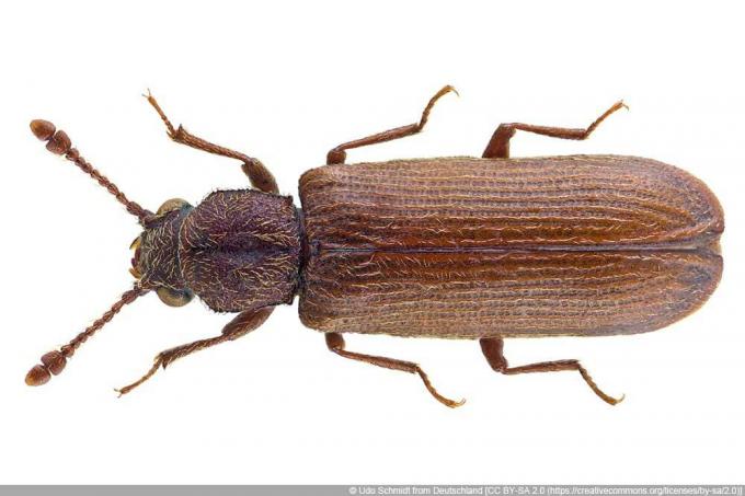 Escarabajo Parquet - Lyctus linearis