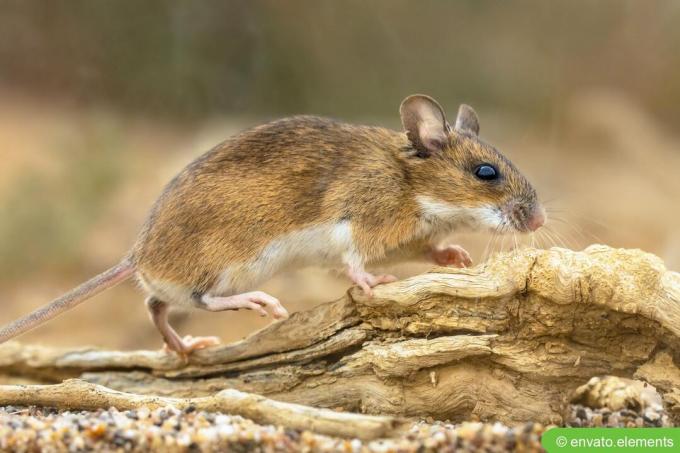 Mysz żółtoszyja ( Apodemus flavicollis )