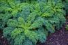 Ποικιλίες Kale: μια επισκόπηση παλαιών και νέων ποικιλιών