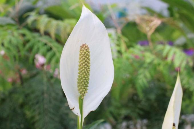 O singură frunză cu floarea sa elegantă, albă