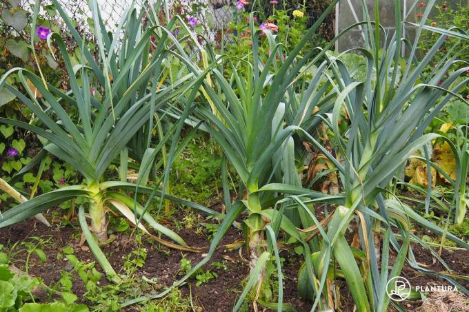 Leek plants in the garden bed