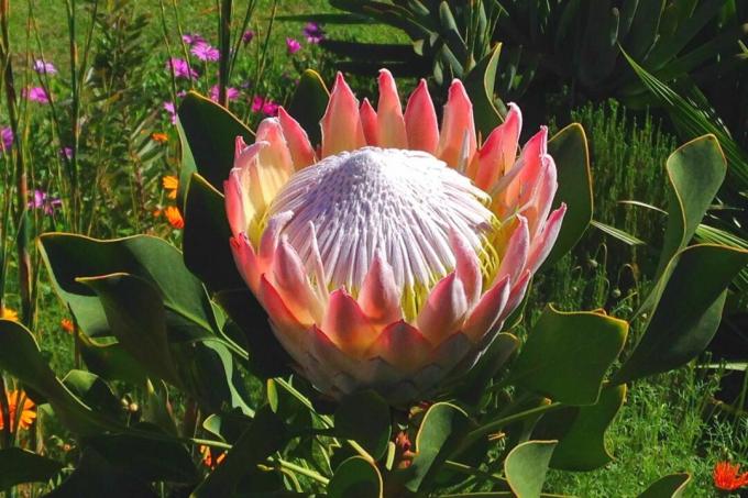 Protea na vrtu