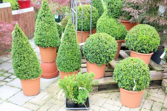Topiary for ornamental trees - boxwood