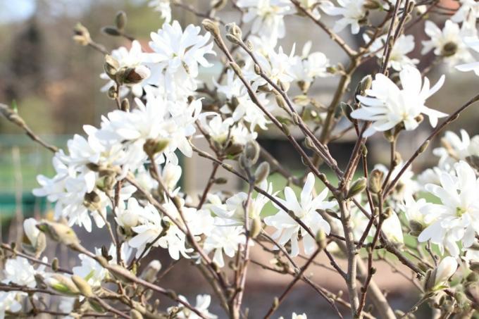 Звездчатая магнолия, Magnolia stellata