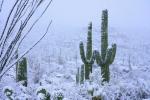 Hardy cacti: 10 outdoor species