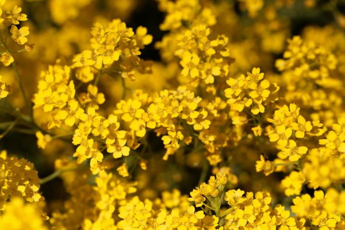 Rokas Alyssum su geltonomis gėlėmis