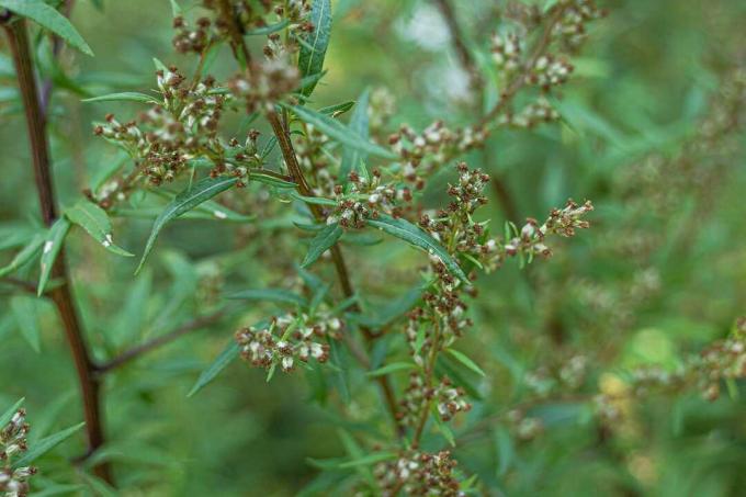 Krūmslānis (Artemisia vulgaris)