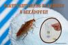 Kehribar hamam böceğini tanıyın ve onunla savaşın