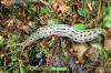 Tiger Slug: Beneficial against slugs?