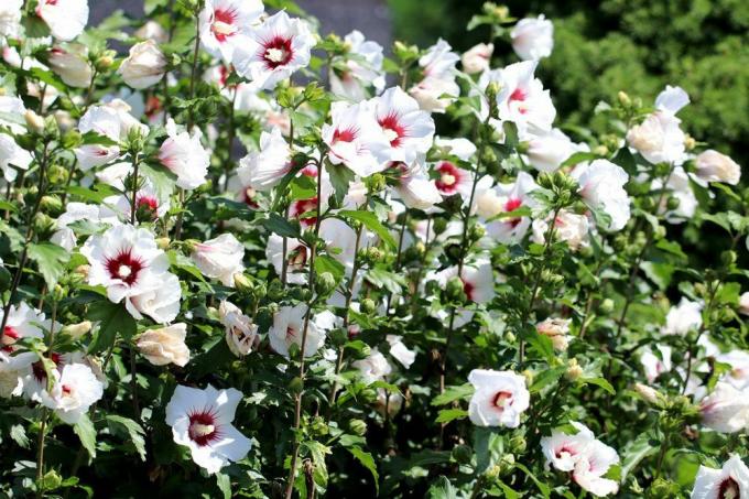 torra kvistar på trädgården hibiskus bör skäras bort