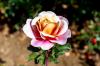Liganos rožės: gražios ypatingu būdu