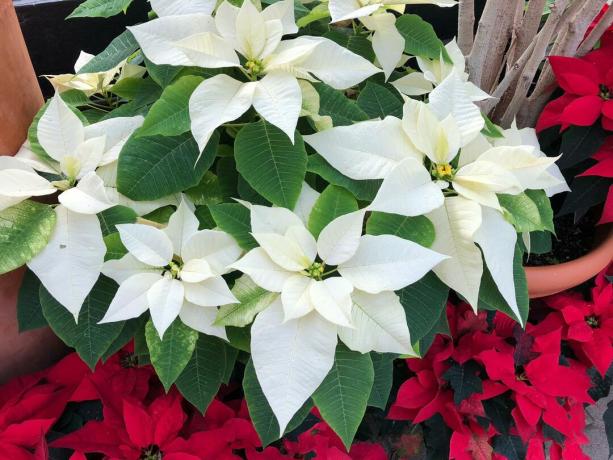 Коледна звезда с бели цветя