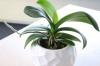 Orchids: the right planter