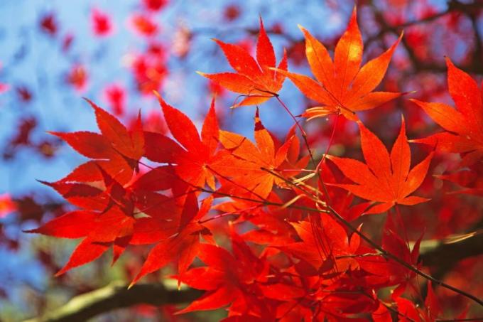 Maple Jepang merah