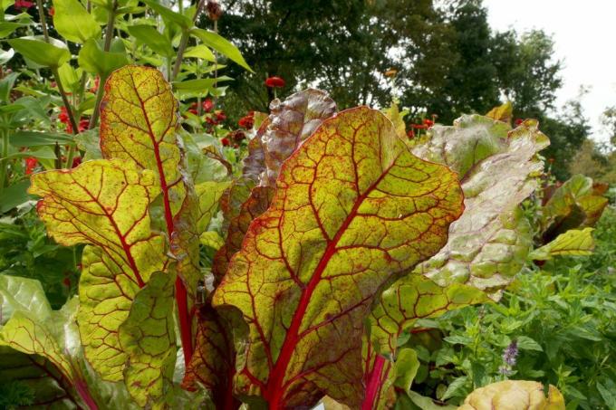 Swiss chard is very nutritious