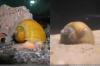 Äppelsniglar i akvariet: bevarande, temperatur och reproduktion