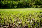 Výsev a hnojenie trávnika: Pokyny a tipy na starostlivosť