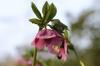 Wielkopostna róża, Helleborus orientalis: 13 wskazówek dotyczących pielęgnacji