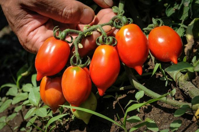 Dojrzałe pomidory z piersi Wenus