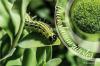 Zwalcz ćmę bukszpanową za pomocą pestycydów: 8 naturalnych domowych środków zaradczych