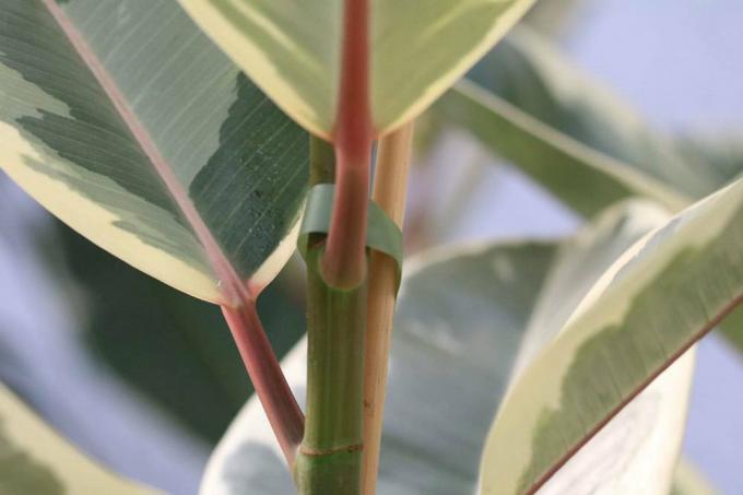 Ficus elastica peut déclencher des symptômes d'intoxication