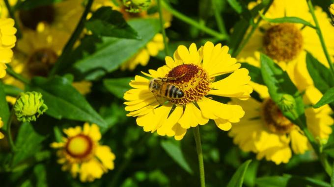 हेलेनियम शरद ऋतु में मधुमक्खी 