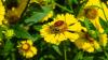 Bivänliga frön: Stöd bin