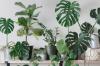 Прості в догляді кімнатні рослини: наш топ-10