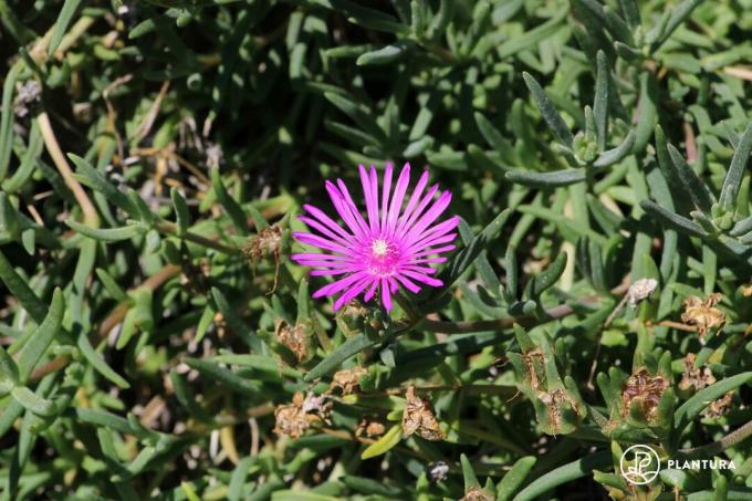 Succulents of the ice plant species