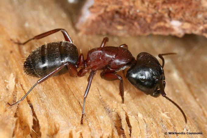 काला घोड़ा चींटी (कैम्पोनोटस लिग्निपरडा)