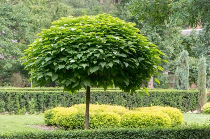 kulovitá koruna stromu kultivaru 'Nana'