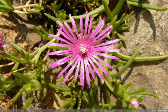 Ledena rastlina - Mesembryanthemum