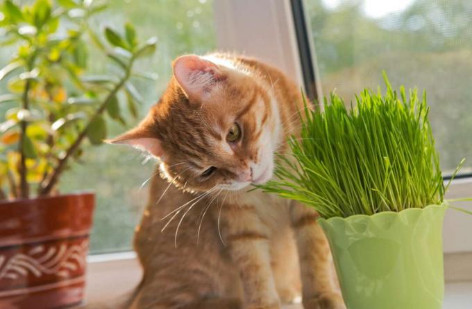 Katė uostinėja kačių žolę