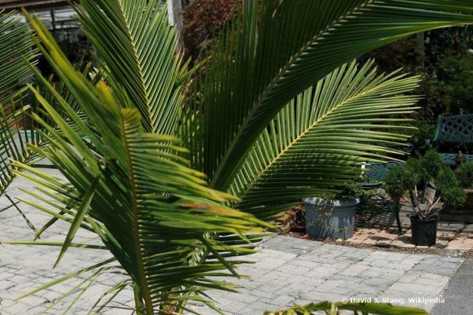 Kokoso palmė