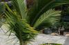 22 tvirtos palmės sodui ir kubilai balkone