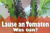Löss på tomater: vad man ska göra