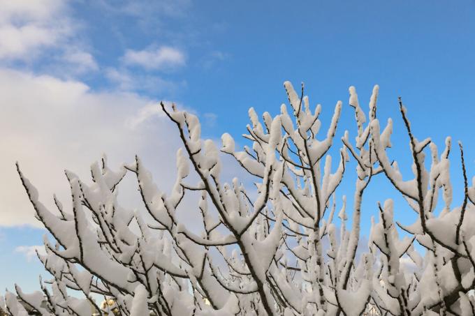 Fikonträd i snön