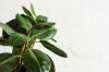 Kancelářské rostliny: 10 druhů nenáročných na péči do kanceláře