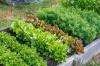 Vytvoření zeleninové záhony: 4 rychlé a snadné způsoby