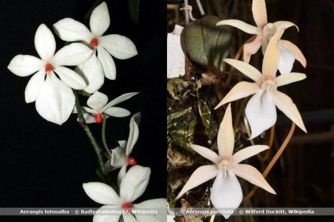 Druhy orchidejí, aerangis