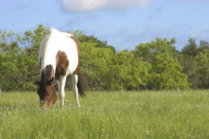 пегая лошадь ест траву