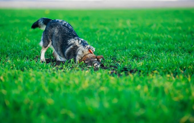 Пас копа рупу на травњаку
