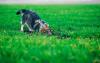 תיקוני דשא: איך נפטרים מפערים גדולים יותר בדשא?