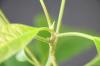 Κόψτε σωστά το φυτό αβοκάντο