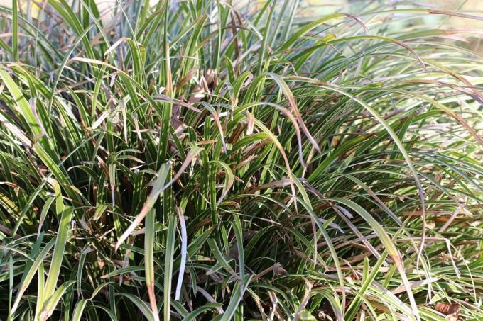 იაპონური ჯიში (Carex morrowii)