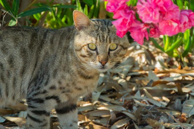 Mačka stoji pod grmom oleandra