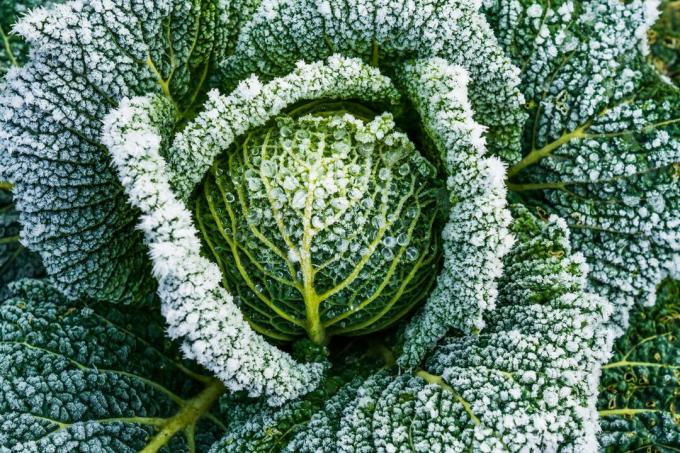Head of cabbage covered with frost