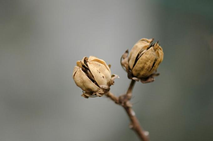 sementes maduras de hibisco